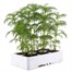 Cosmos Sonata Carmine 6 Pack Boxed Bedding Alternative Image