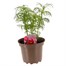 Cosmos Sonata Mixed 2L Pot PerennialAlternative Image1