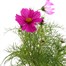 Cosmos Sonata Mixed 2L Pot PerennialAlternative Image2