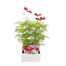 Cosmos Sonata Mixed 6 Pack Boxed BeddingAlternative Image1