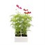 Cosmos Sonata Mixed 6 Pack Boxed BeddingAlternative Image2