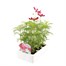 Cosmos Sonata Mixed 6 Pack Boxed BeddingAlternative Image3