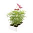 Cosmos Sonata Mixed 6 Pack Boxed BeddingAlternative Image4