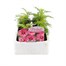 Cosmos Sonata Pink 6 Pack Boxed BeddingAlternative Image1