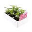 Cosmos Sonata Pink 6 Pack Boxed BeddingAlternative Image3