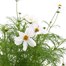 Cosmos White 6.5L Pot BeddingAlternative Image1