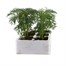 Cosmos Xanthos Yellow 6 Pack Boxed BeddingAlternative Image1