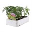 Cosmos Xanthos Yellow 6 Pack Boxed BeddingAlternative Image2