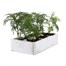 Cosmos Xanthos Yellow 6 Pack Boxed BeddingAlternative Image3