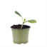 Courgette Patio Star 10.5cm Pot VegetableAlternative Image1