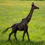 Creekwood Giraffe Sculpture Small Bronze 132x150cm (43265)Alternative Image1