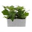 Chrysanthemum Bloom Super 6 Pack Boxed BeddingAlternative Image1