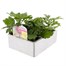 Chrysanthemum Bloom Super 6 Pack Boxed BeddingAlternative Image2