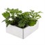 Chrysanthemum Bloom Super 6 Pack Boxed BeddingAlternative Image3