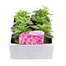 Chrysanthemum Poppins Prelude Rose Super 6 Pack Boxed Bedding Alternative Image