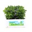 Chrysanthemum Poppins Prelude Rose Super 6 Pack Boxed Bedding Alternative Image