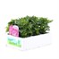 Chrysanthemum Poppins Prelude Rose Super 6 Pack Boxed Bedding Alternative Image