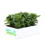 Chrysanthemum Poppins Prelude Rose Super 6 Pack Boxed Bedding Alternative Image