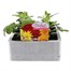 Chrysanthemum Spray Super 6 Pack Boxed BeddingAlternative Image1