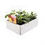 Chrysanthemum Spray Super 6 Pack Boxed BeddingAlternative Image3