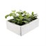 Chrysanthemum Spray Super 6 Pack Boxed BeddingAlternative Image4