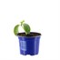 Cucumber F1 Femspot 10.5cm Pot VegetableAlternative Image1