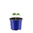 Cucumber F1 Mini 10.5cm Pot VegetableAlternative Image1