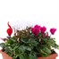 Cyclamen 19cm Square Sonja Pot Bedding  Alternative Image