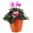 Cyclamen 20cm Sabina Bedding Planter  Alternative Image