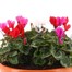 Cyclamen 27cm Bedding Bowl Planter  Alternative Image