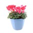 Cyclamen Ammam Planted Bedding 10 Inch Decorative Planter Alternative Image