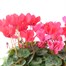 Cyclamen Ammam Planted Bedding 10 Inch Decorative Planter Alternative Image