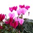 Carry Home Pack - Cyclamen Mixed - 6 x 10.5cm Pot Bedding Alternative Image