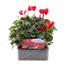 Cyclamen Red 6 Pack Boxed Bedding Alternative Image