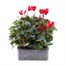 Cyclamen Red 6 Pack Boxed BeddingAlternative Image2