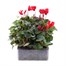 Cyclamen Red 6 Pack Boxed Bedding Alternative Image