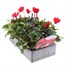 Cyclamen Red 6 Pack Boxed BeddingAlternative Image3