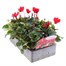 Cyclamen Red 6 Pack Boxed Bedding Alternative Image