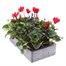 Cyclamen Red 6 Pack Boxed BeddingAlternative Image4