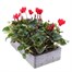 Cyclamen Red 6 Pack Boxed Bedding Alternative Image