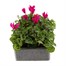 Cyclamen Violet 6 Pack Boxed Bedding Alternative Image