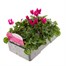 Cyclamen Violet 6 Pack Boxed Bedding Alternative Image