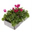 Cyclamen Violet 6 Pack Boxed Bedding Alternative Image