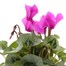 Cyclamen Large Flower Purple 13cm Pot Bedding  Alternative Image