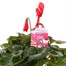 Cyclamen Large Flower Red 13cm Pot Bedding  Alternative Image
