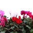 Cyclamen Miracle Mixed 10.5cm Pot Bedding Alternative Image
