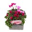 Cyclamen Miracle Mixed 6 Pack Boxed BeddingAlternative Image1