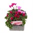 Cyclamen Miracle Mixed 6 Pack Boxed Bedding Alternative Image