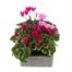 Cyclamen Miracle Mixed 6 Pack Boxed BeddingAlternative Image2
