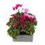 Cyclamen Miracle Mixed 6 Pack Boxed Bedding Alternative Image